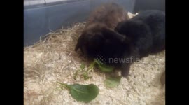 My new pet rabbits having Christmas dinner today this morning