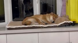 China: A Dog Sleeps on the Windowsill
