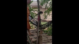 Monk rocks family of cats in hammock