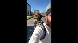 Cool Dachshund Cruises With Dad