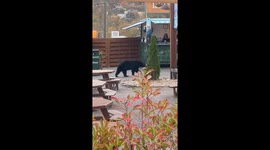 Bear Visits Aptly-Named Concession Stand at Anakeesta