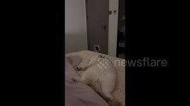 China: A Sleeping Cat Wakes up Immediately for Food