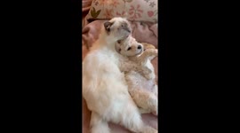 Birman Cat Cuddles And Kisses Doodle Puppy