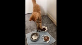 Orange Cat Turns Dinner Time Into Play Time