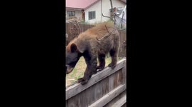 Bear Walks on Backyard Fence