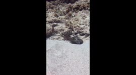 Scorpionfish Walks On Octopus Head