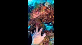 Shrimp Gives Man A Manicure