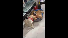 Cat Cuddles With Three Golden Retrievers