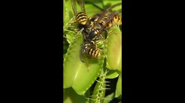 Venus Flytrap Eats Wasps