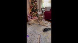 Wrenley’s First Christmas 
My dog snuck a present from under the tree without permission! This took place in Maryland USA