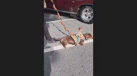Woody Riding a Sausage Dog