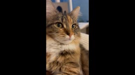 Cat Plays Innocent Next Downed Christmas Tree