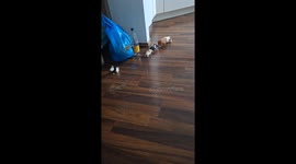 Cookie Got Left Behind!