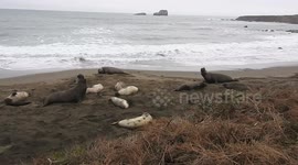 Elephant Seal Bull Fight for Dominance