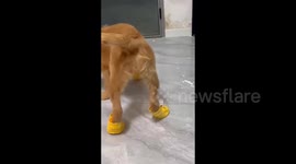 China: A Dog Walks Strangely When It’s Wearing Shoes