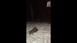 Grey Fox visits Critterville in the Moosehead Lake Region of Maine