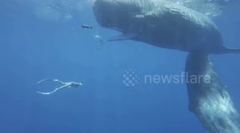 Chinese diver encounters majestic whale in Mauritius