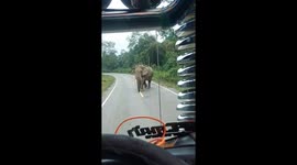 Hungry elephant collects snack 'toll' from passing farm trucks