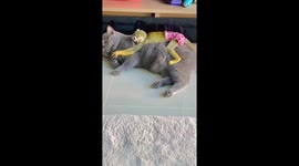 Golden monkey shares a tender moment with pet cat hugging its back