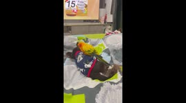 Pet parrot stands on dog's back while watching TV
