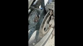 Mouse hides in motorcycle wheel in El Batán, Bogotá, Colombia