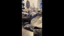 Playful chaos between two dogs in Glasgow, Scotland, UK