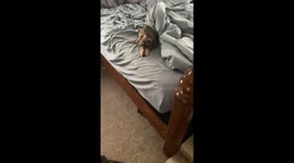 Guilty dog caught after leaving a mess on the table in Ohio, USA