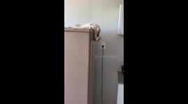 Cat wakes up and falls from fridge in Barreiras, Brazil