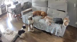 Annoyed golden retriever takes playful revenge on Shih Tzu in São Paulo, Brazil