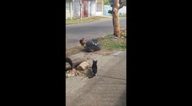 Cat attempts to steal chick in Apure, Venezuela