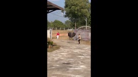 Woman swings her handbag to fight off angry ostrich