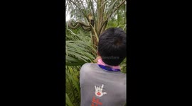 Friendly king cobra coiled in tree poses for pictures