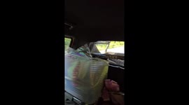 Elephant steals limes from back of pickup truck