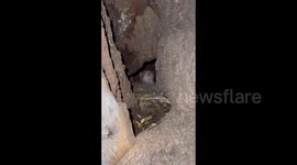 China:  Kitten is Found inside a Tree