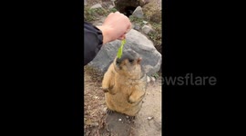 China: Trick the Groundhog