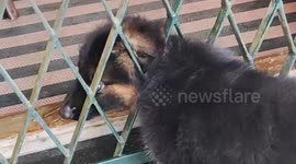 Officials swiftly rescue puppy trapped between house grills