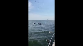 Bryde's whales playing in the sea amazes tourists
