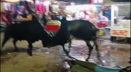 Bulls fight and spills vendor's milk at market in India