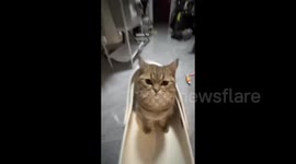 China: A Lot of Camera Movement for a Cat