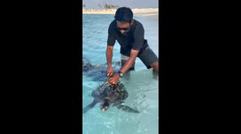 Tangled Turtle Cut From Net And Released To Sea