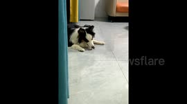 China:  A Smart Border Collie Knows What is Important