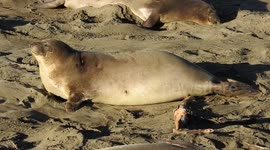 Elephant Seal Birth At Piedras Blancas Rookery