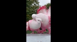 Pink Pigeons In Love