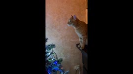 Cat Stares At Flashing Christmas Tree