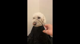 Exclusive- Dog gets the barber treatment: A grooming experience like no other
