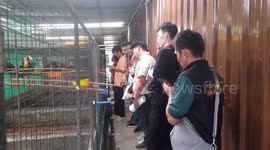 Officers raid farm suspected of ordering baby gorilla saved at airport in Turkey