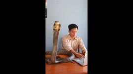 King Cobra Makes Great Coworker