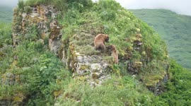 Mamma Bear Battles Giant Male, Alaska, full unedited