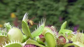 Venus Flytraps Catch Wasps
