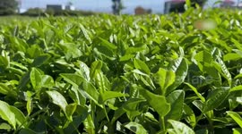 Climate change extends Türkiye's tea harvest into Dec. for 1st time: media